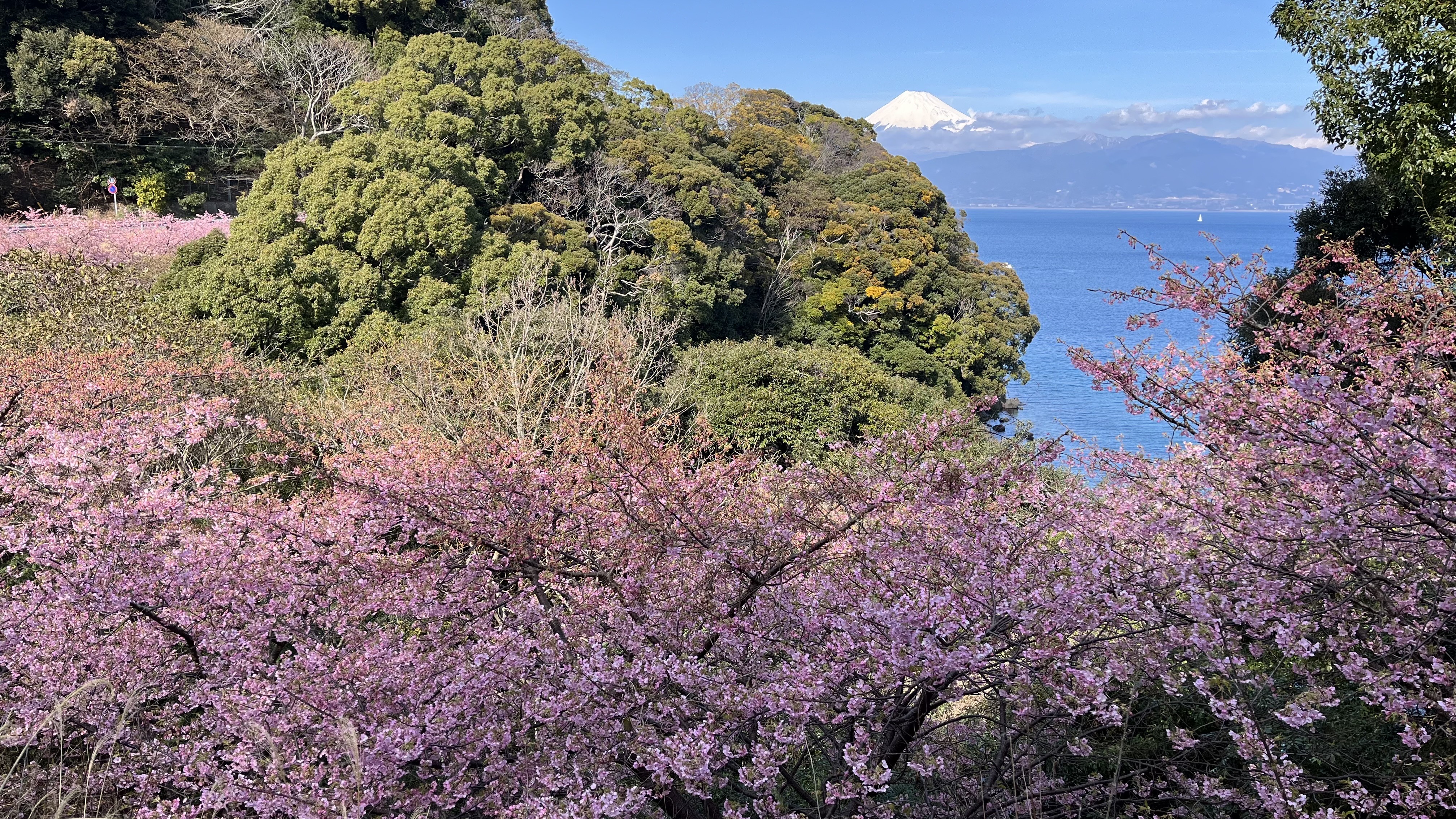 河津桜…