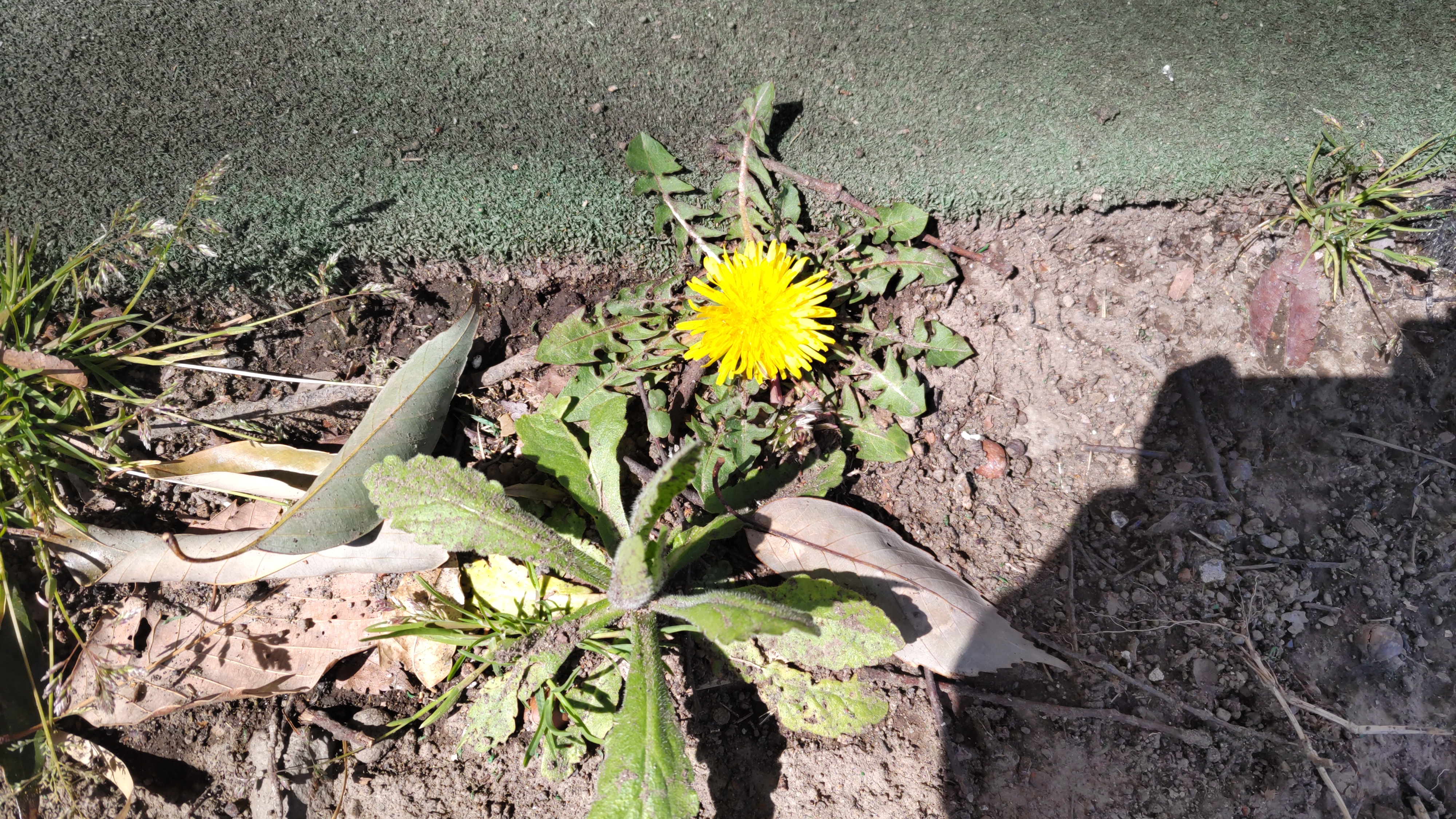 春の花