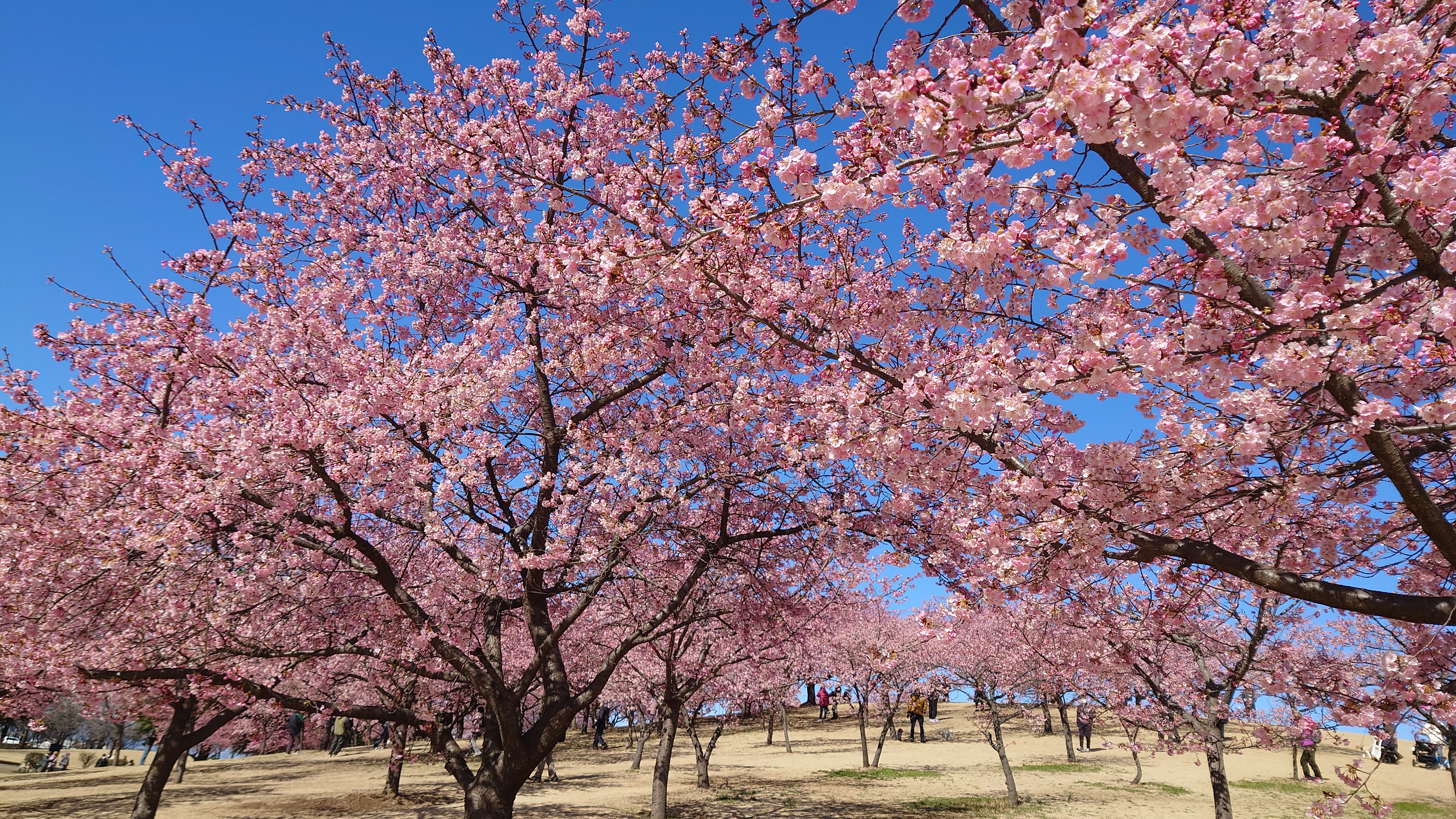 河津桜…