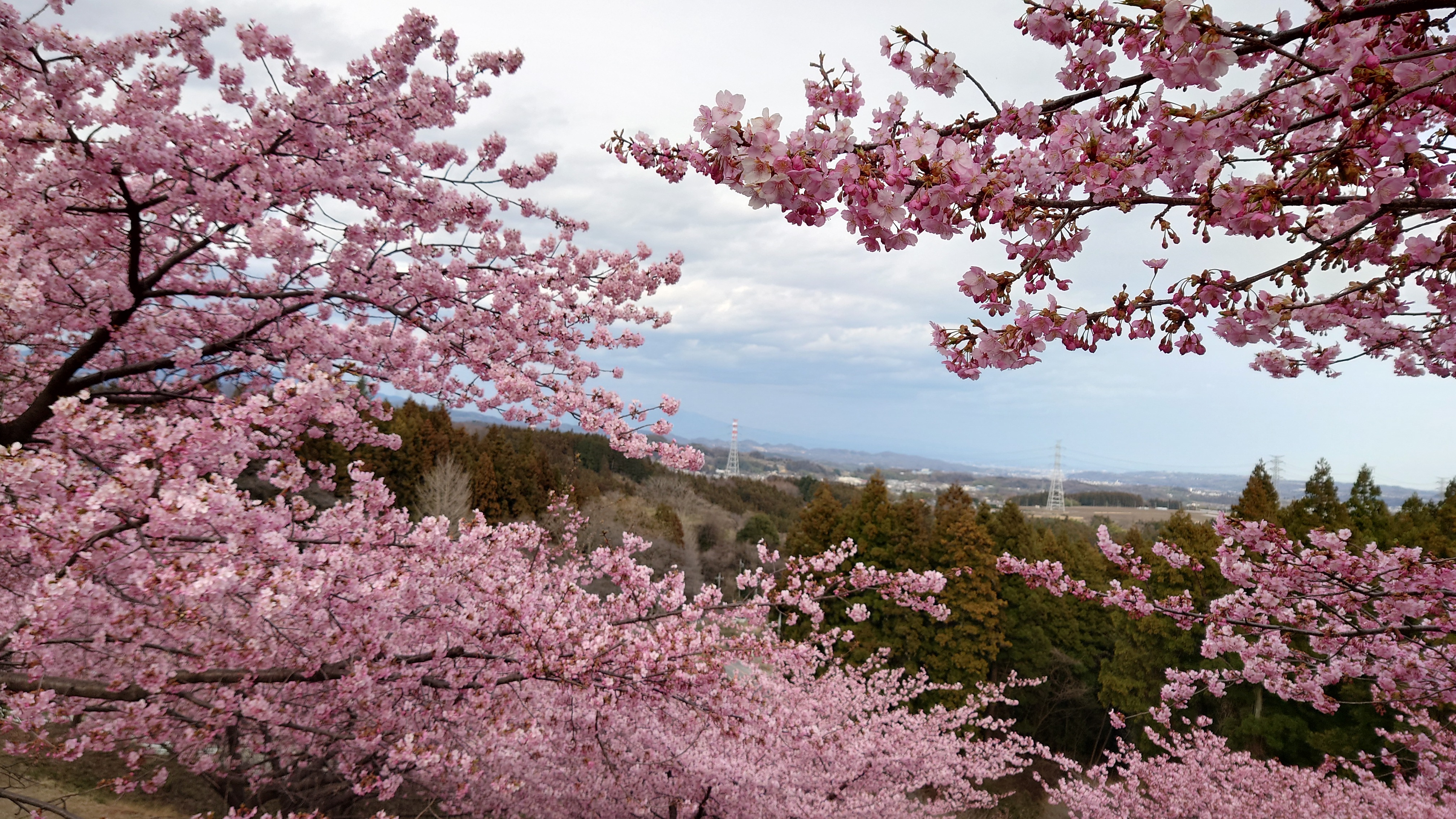 河津桜…