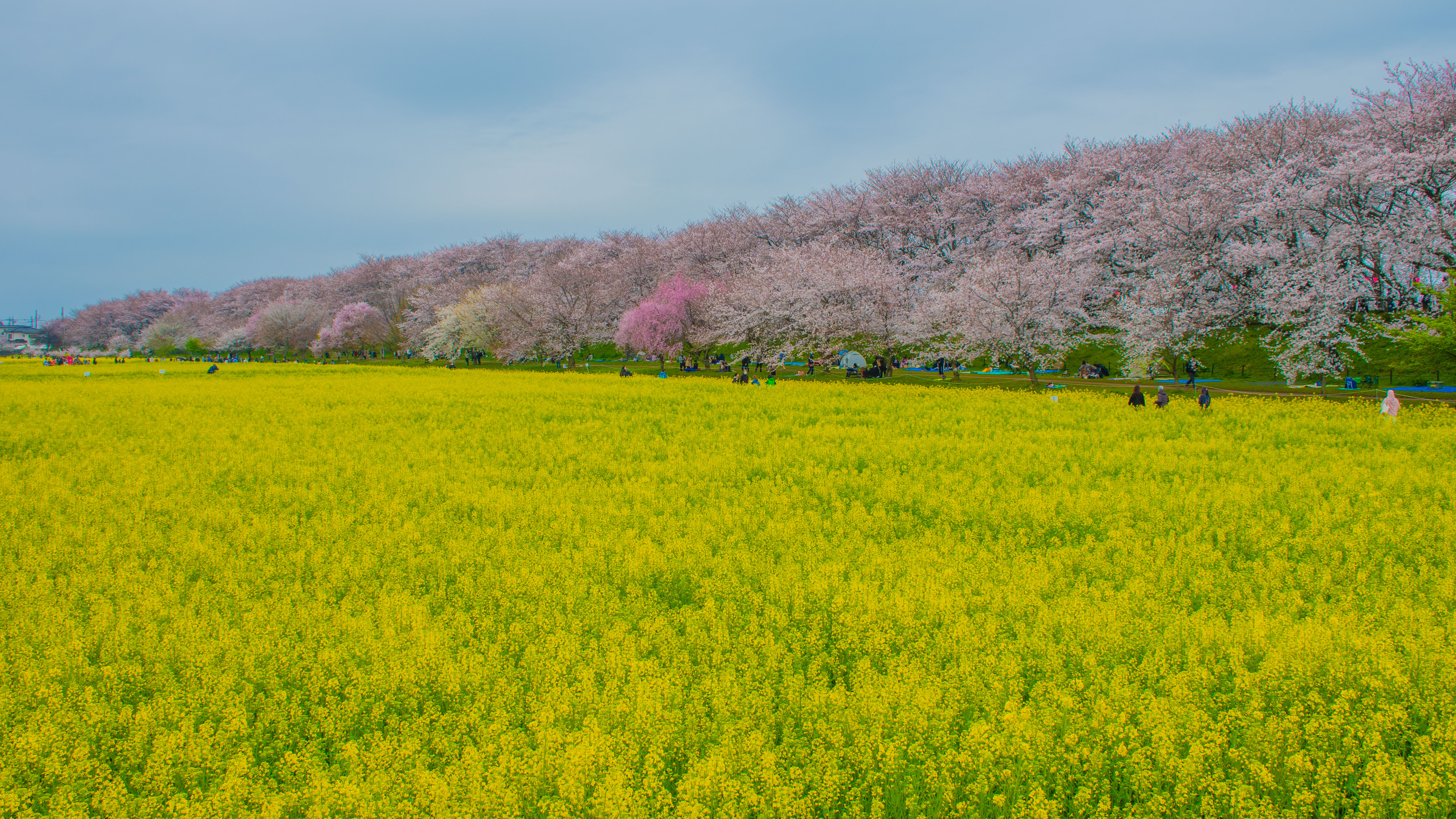 お花見…