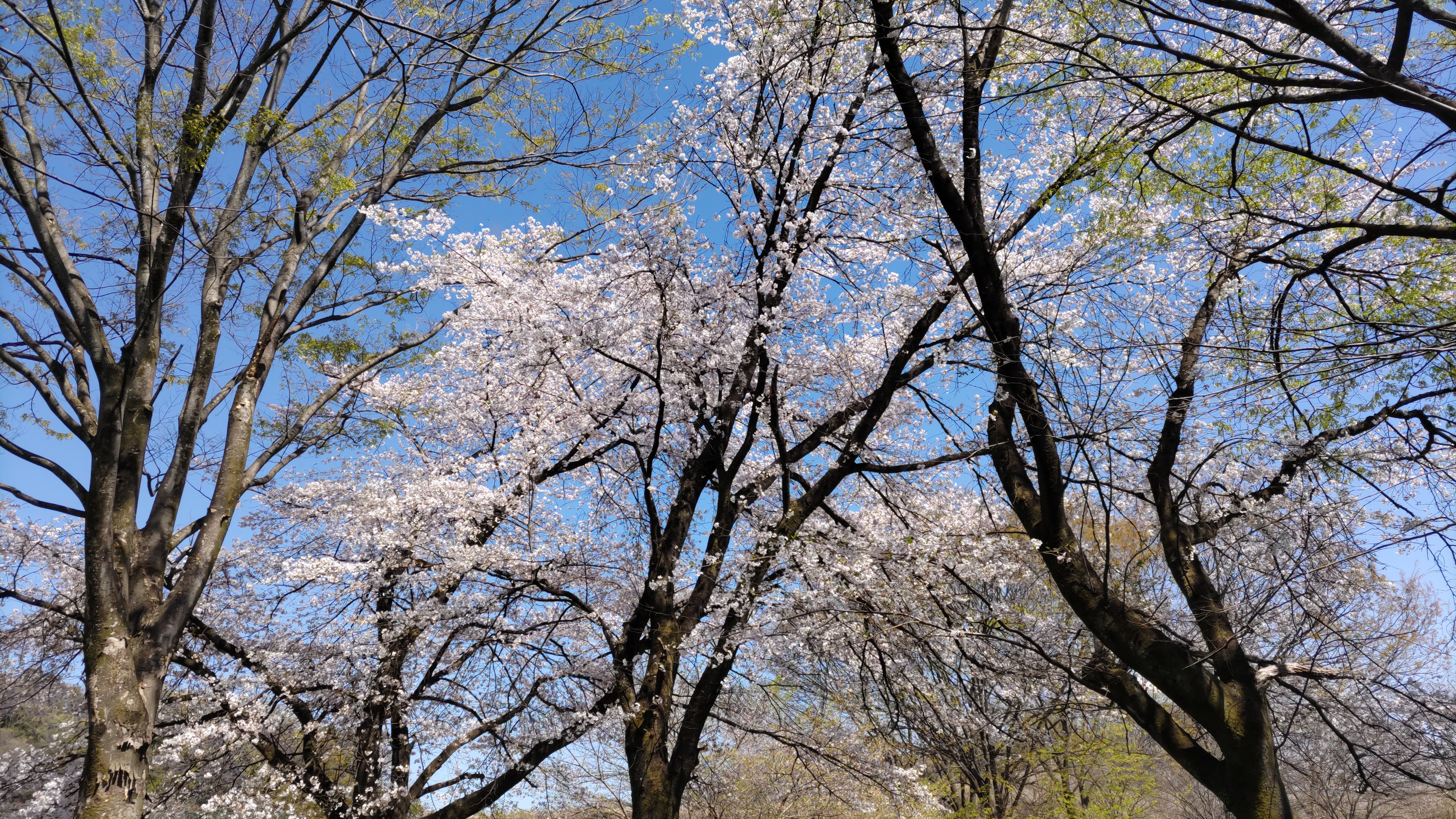 お花見日和