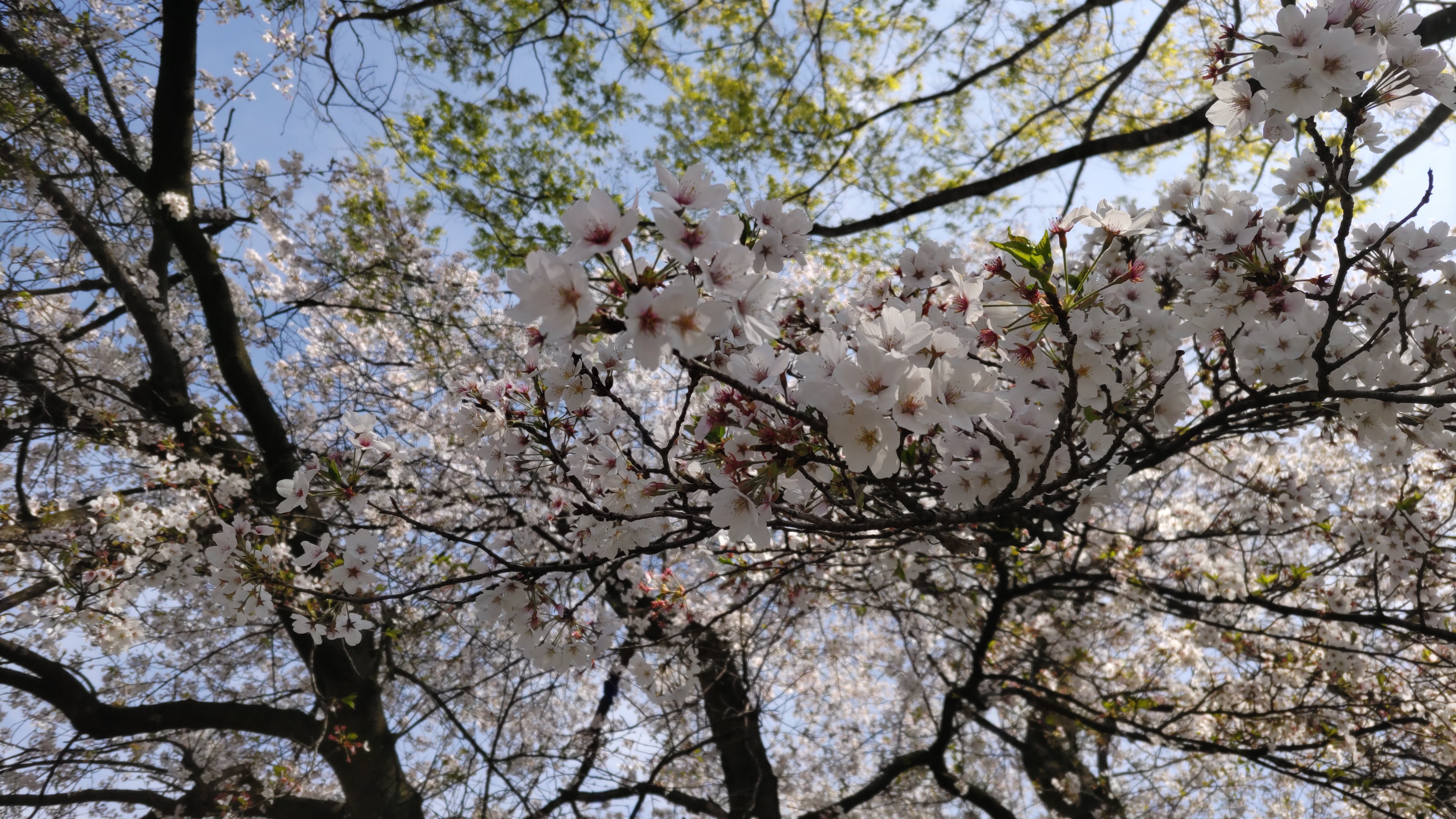 お花見