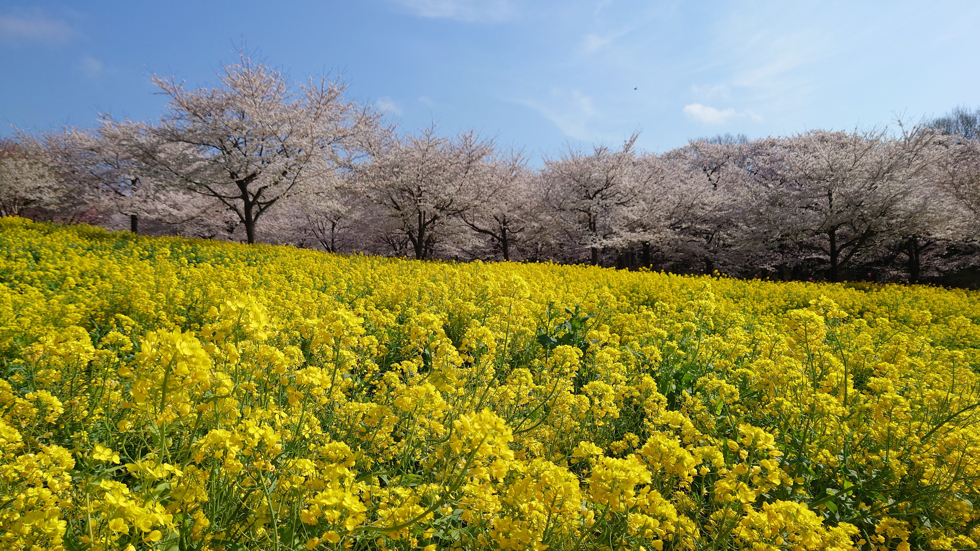 千本桜…