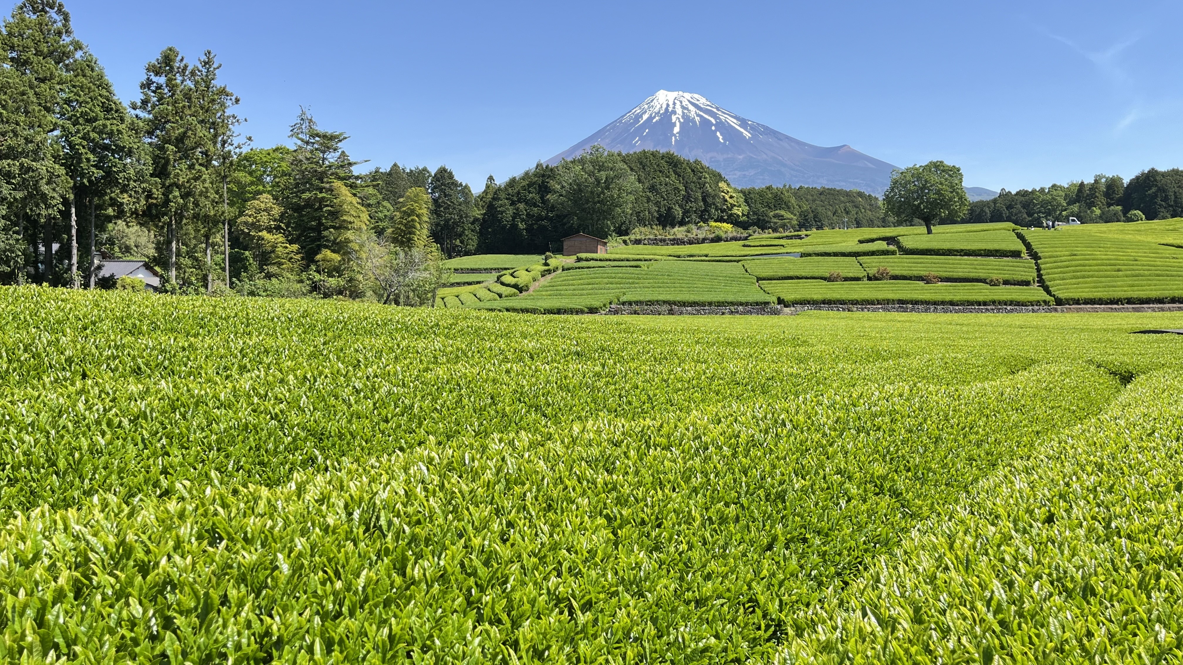 お茶畑…