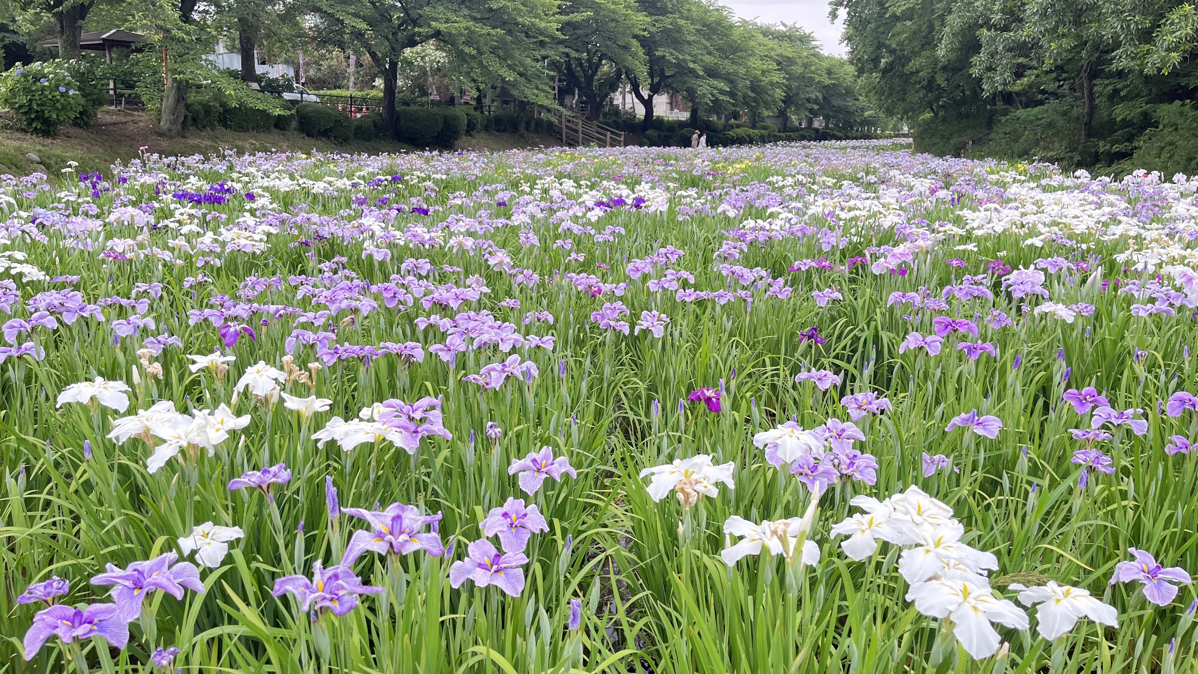 花しょうぶ…