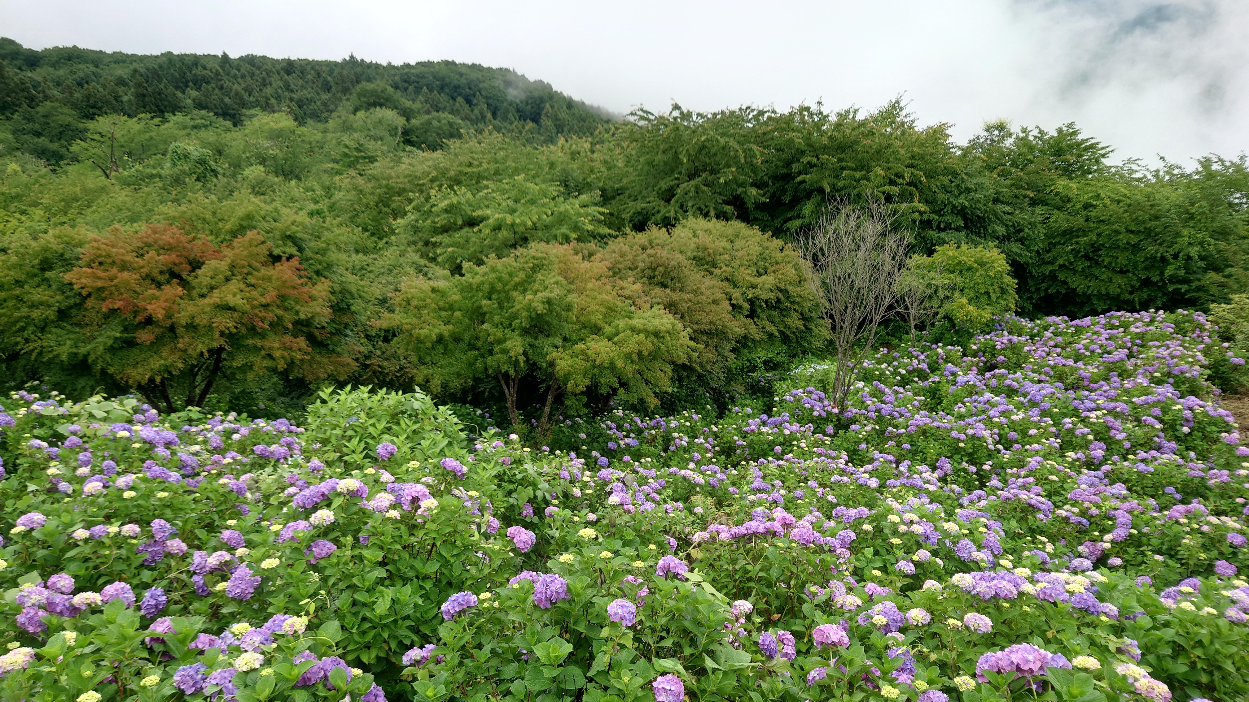 美の山公園…