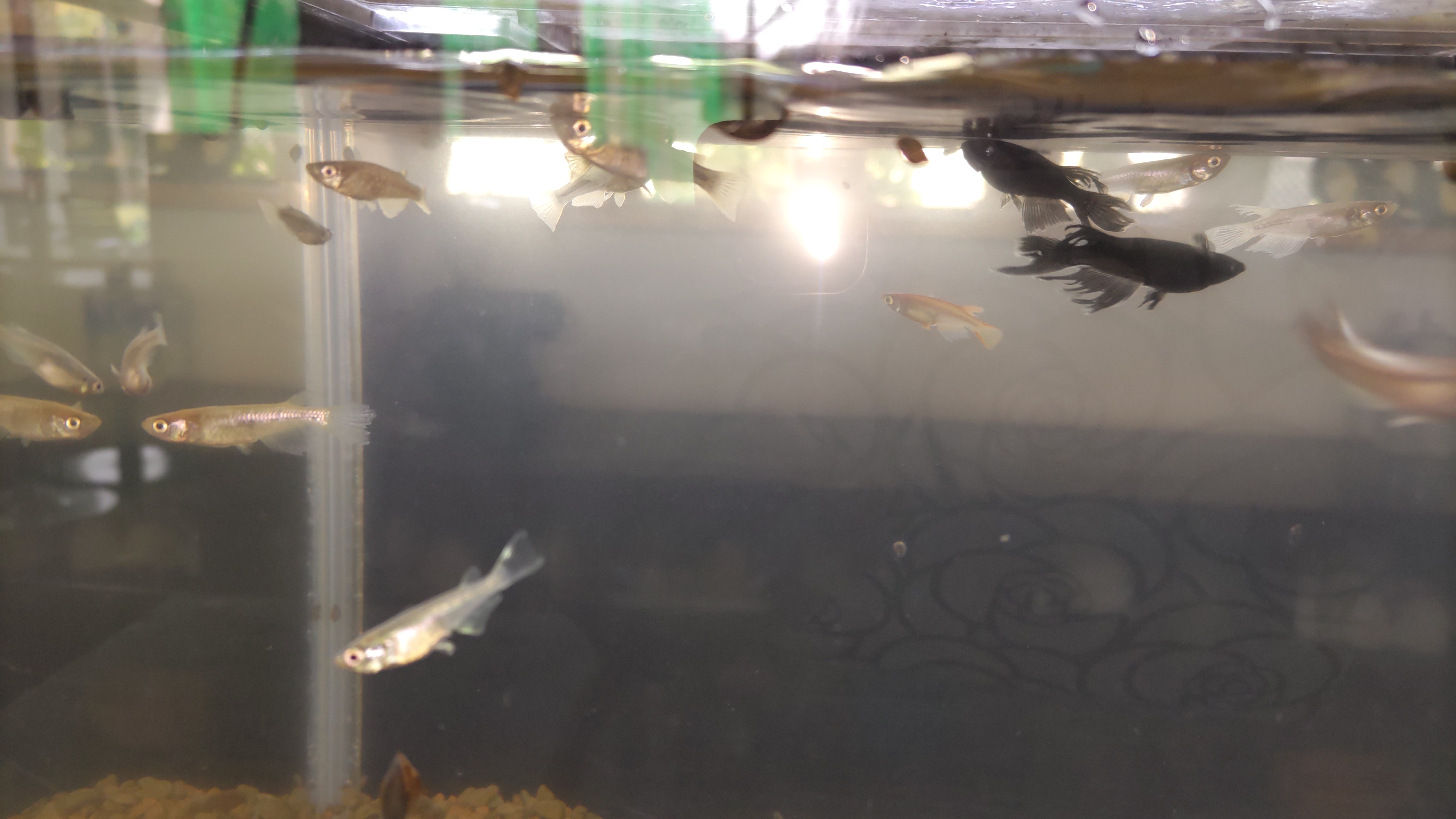 新しいメダカ