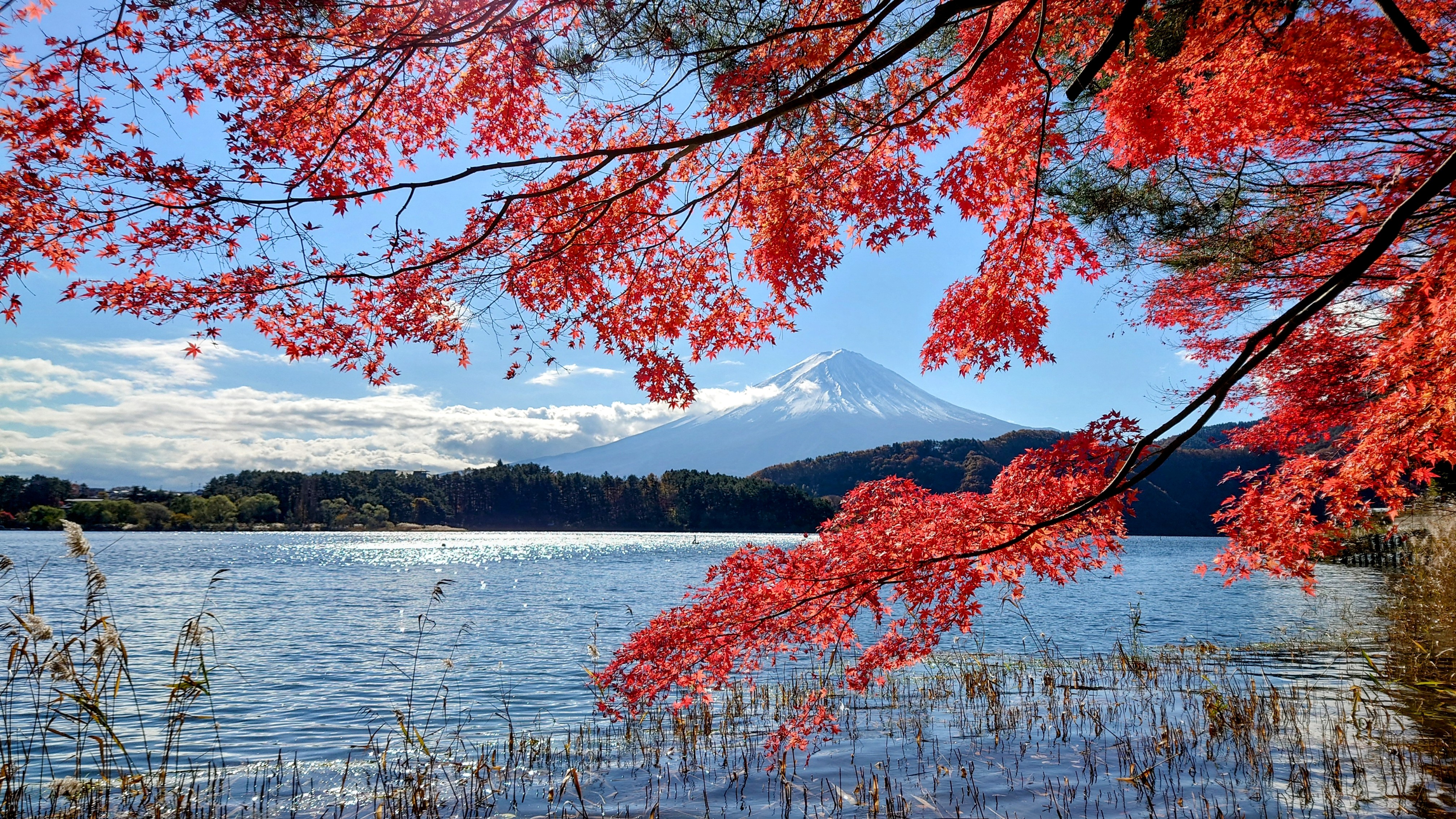 紅葉…