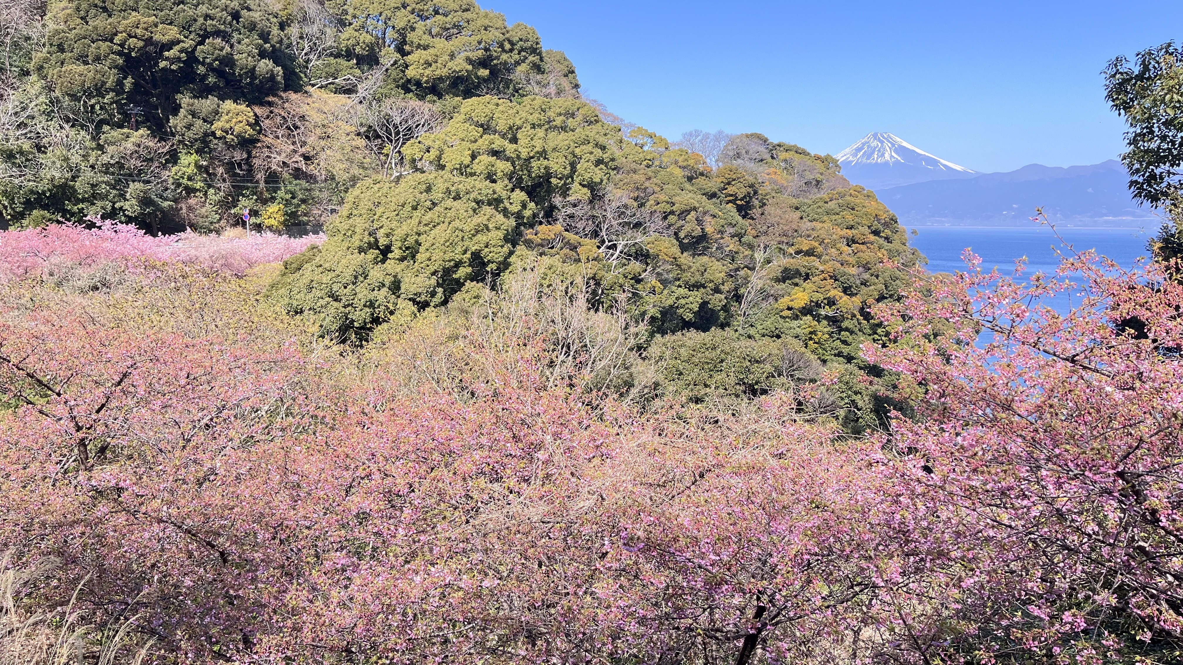 河津桜…