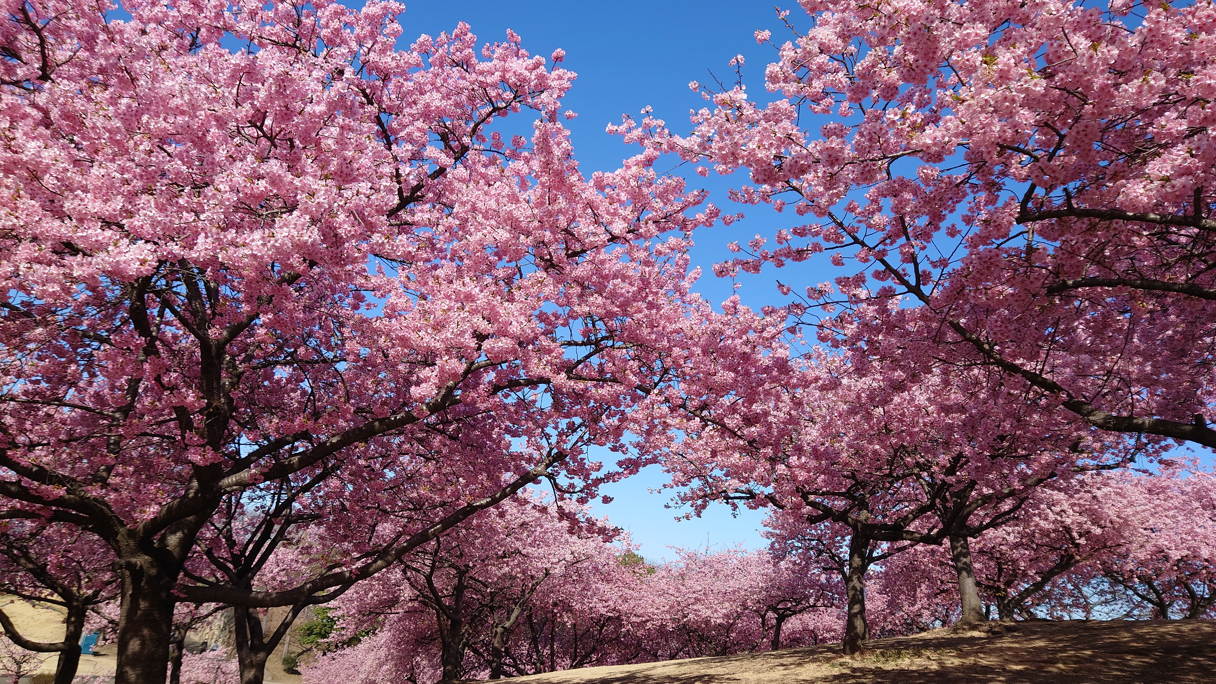 河津桜…