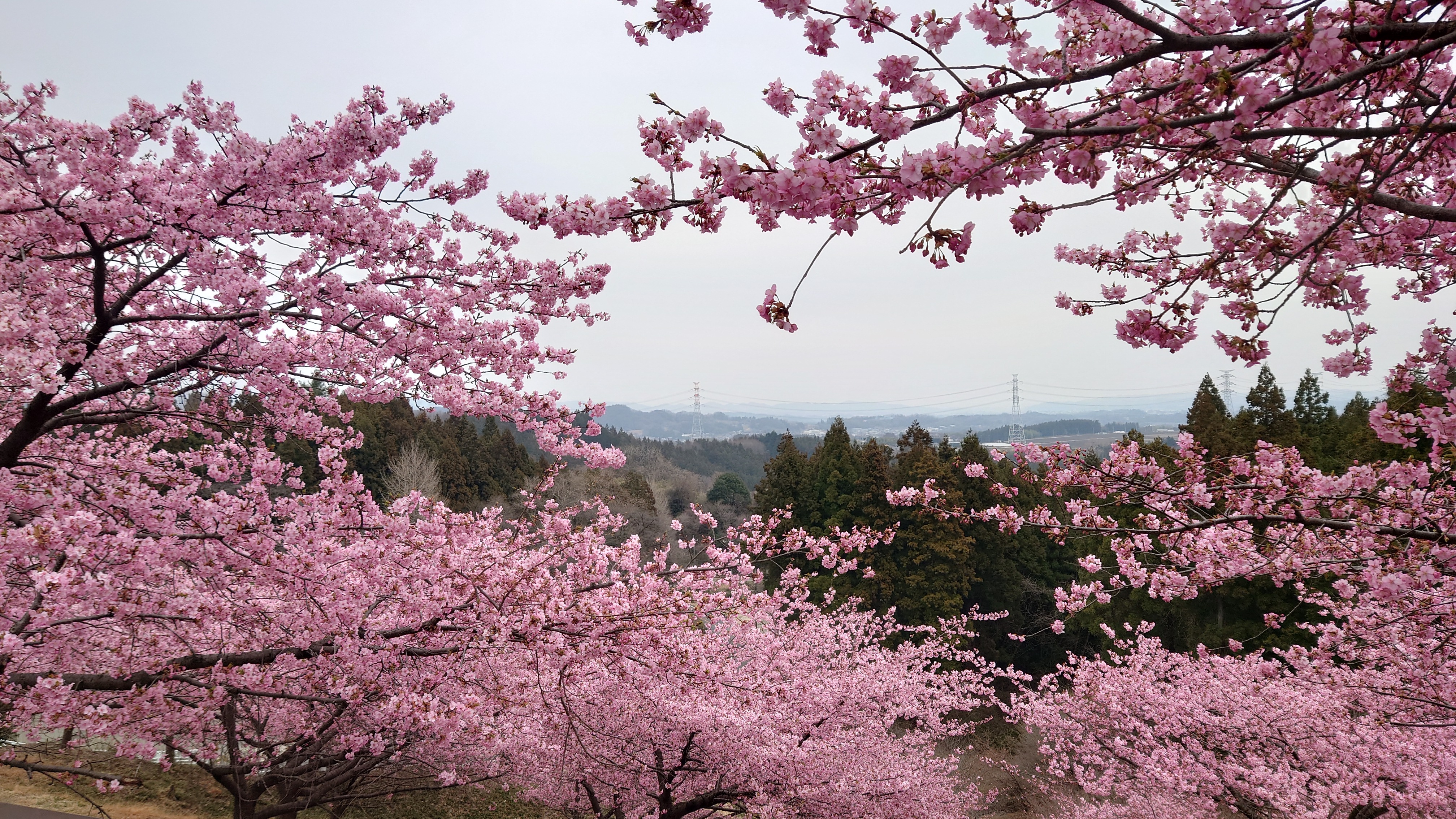 河津桜…