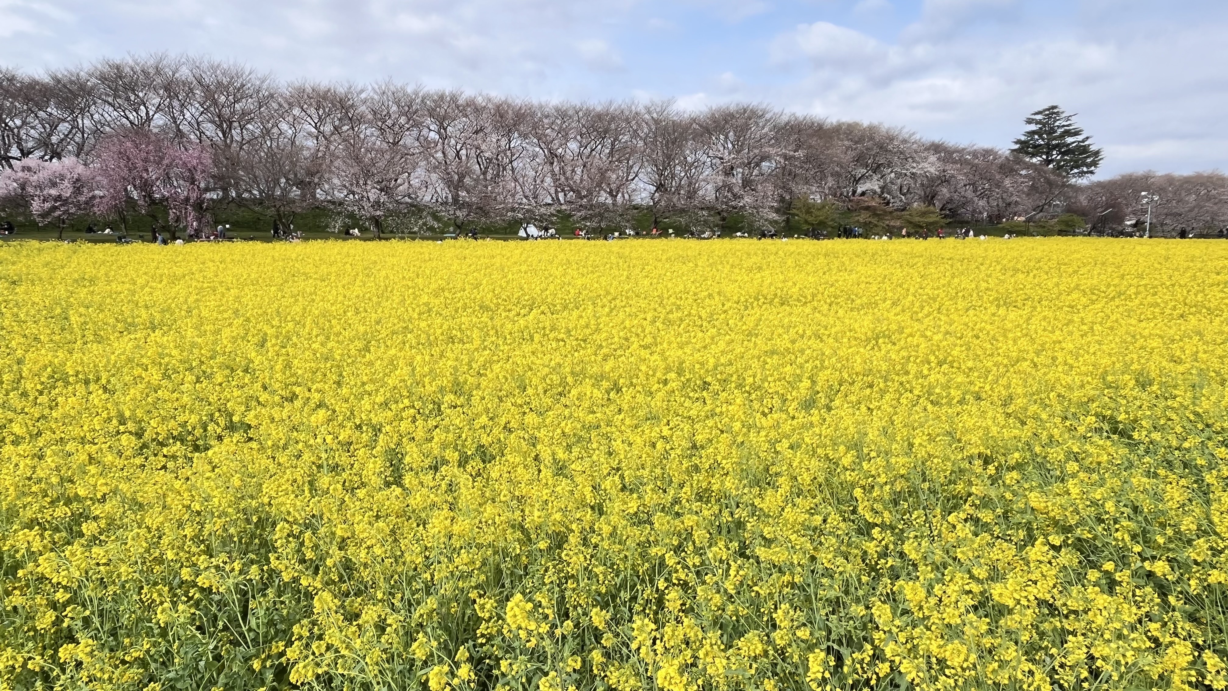 菜の花畑…