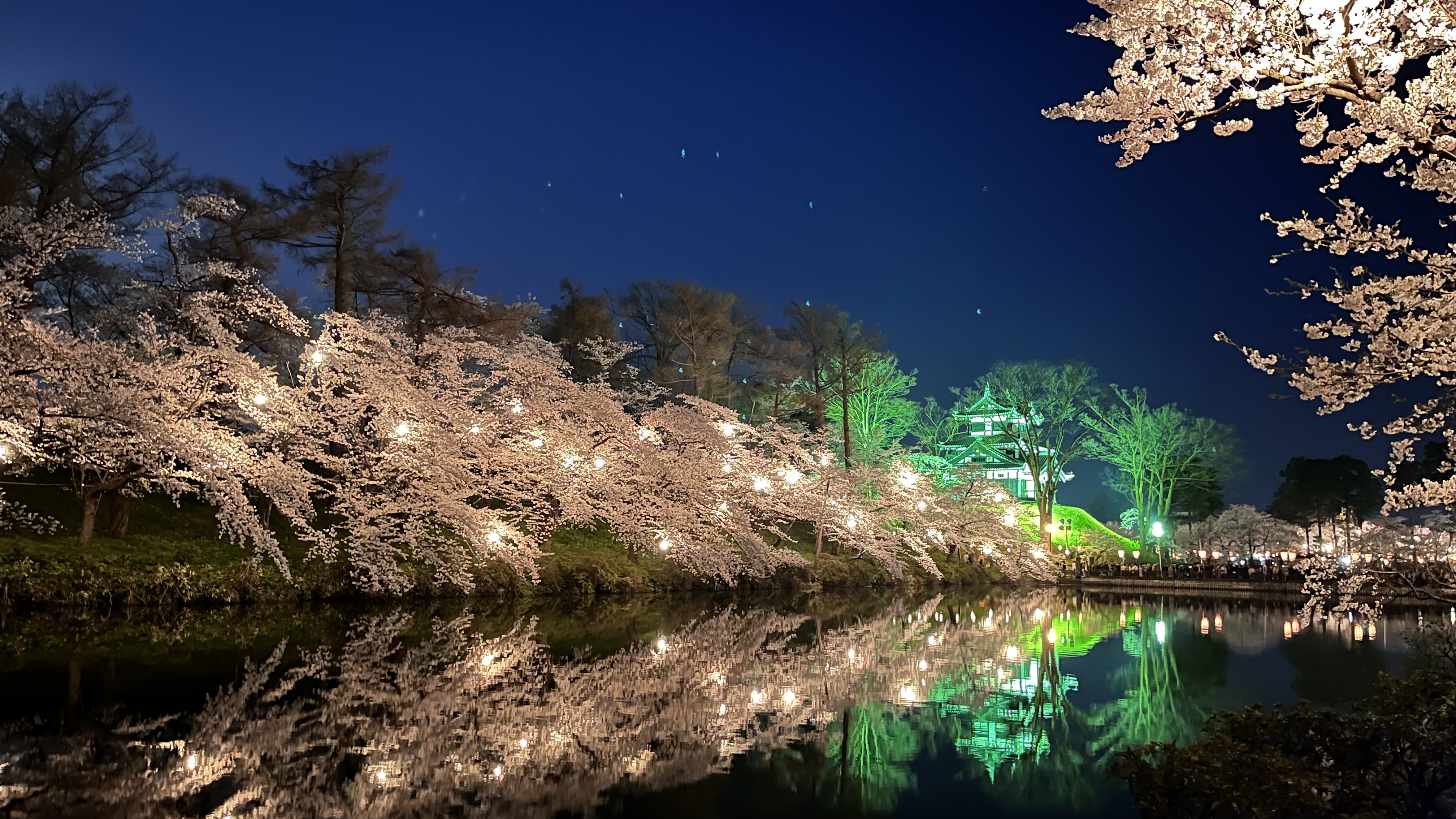 夜桜…
