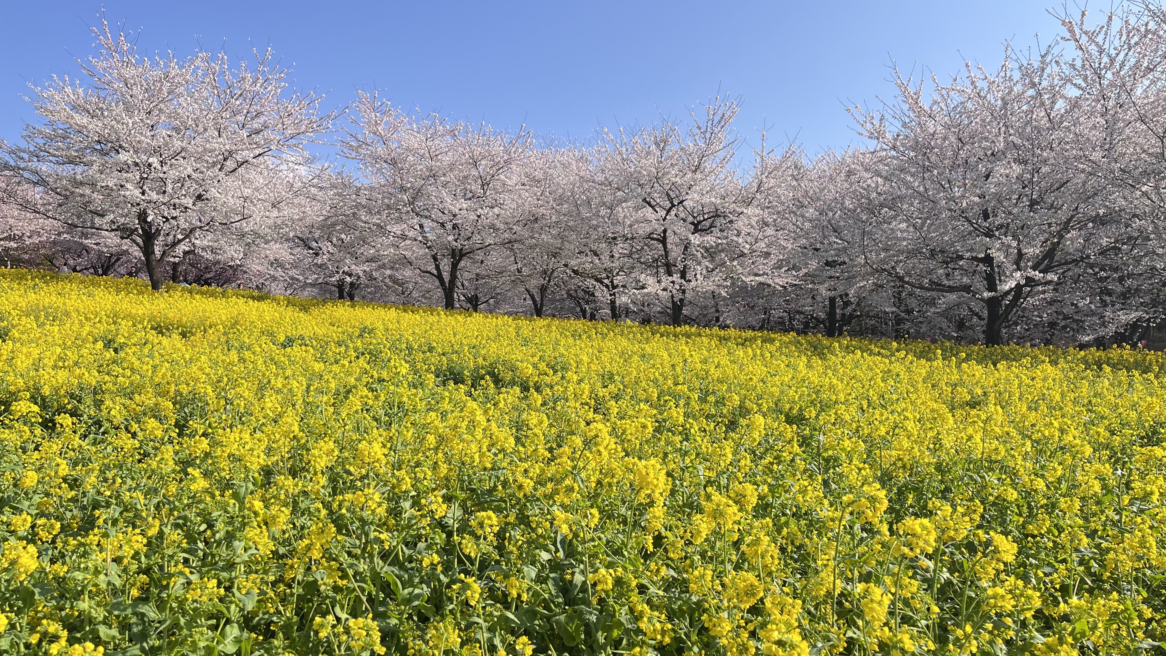 千本桜…