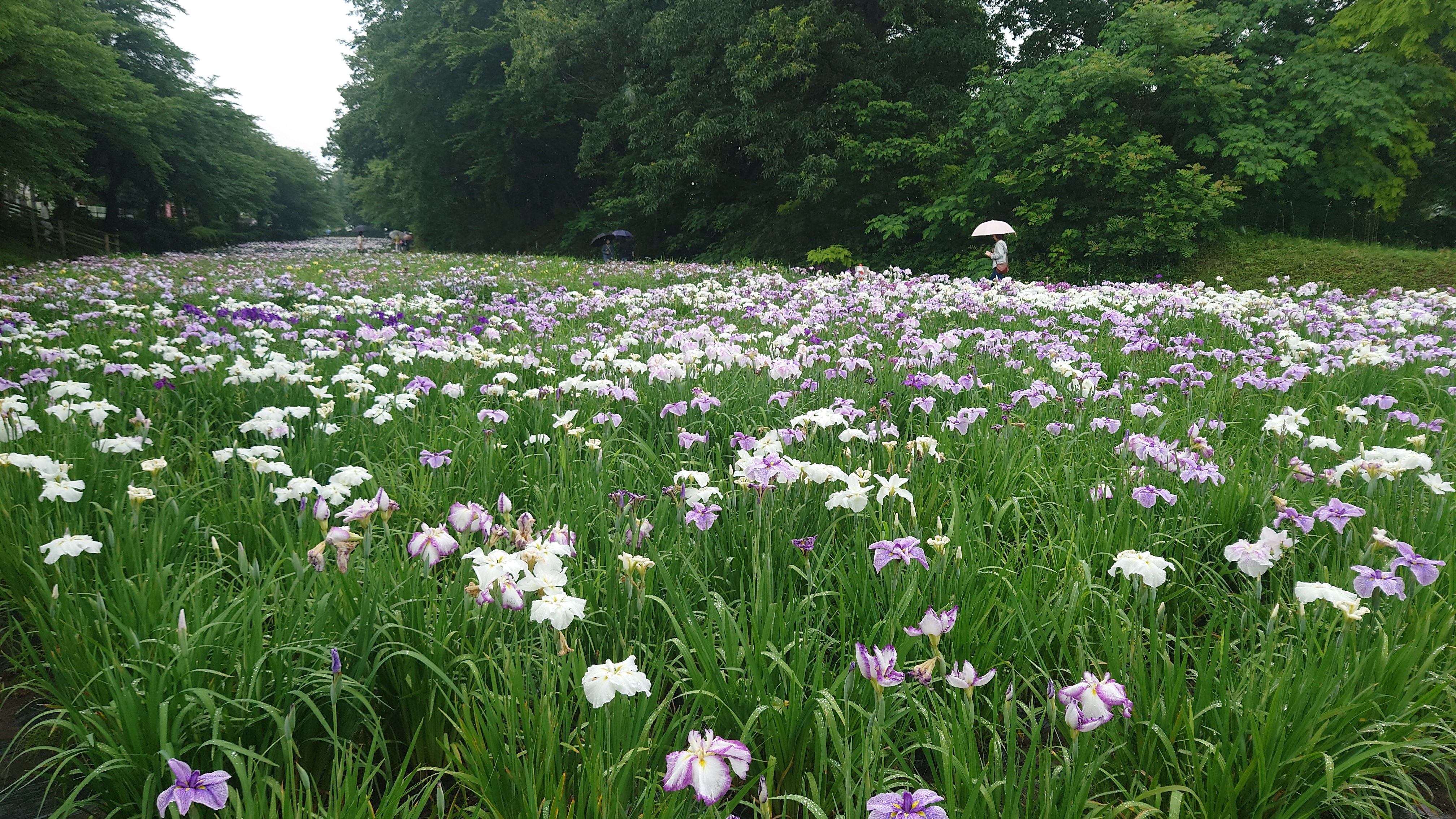 花しょうぶ…