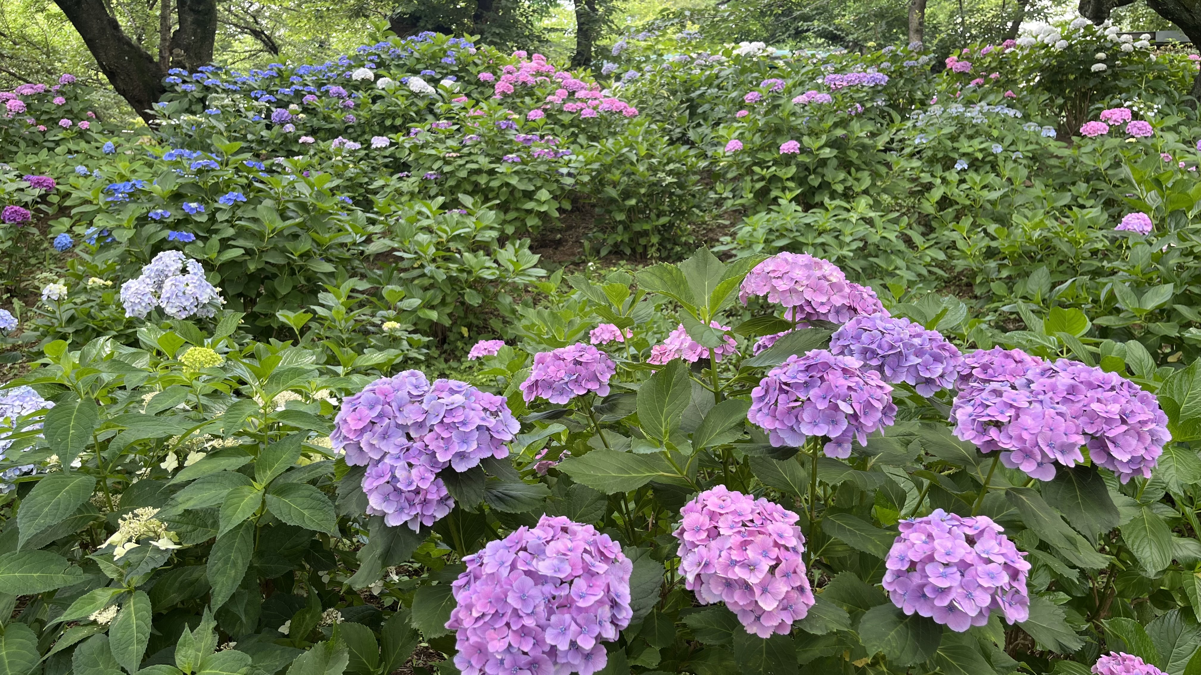 紫陽花…