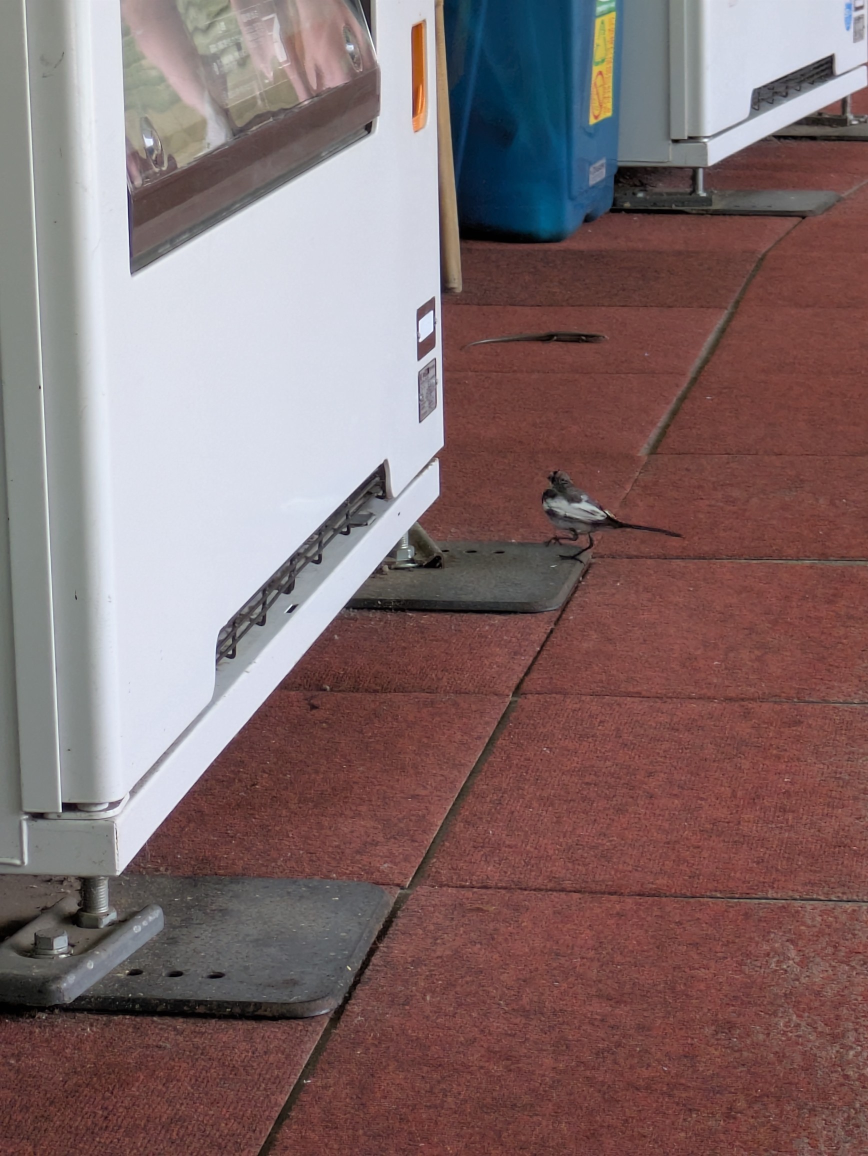 鳥とトカゲ