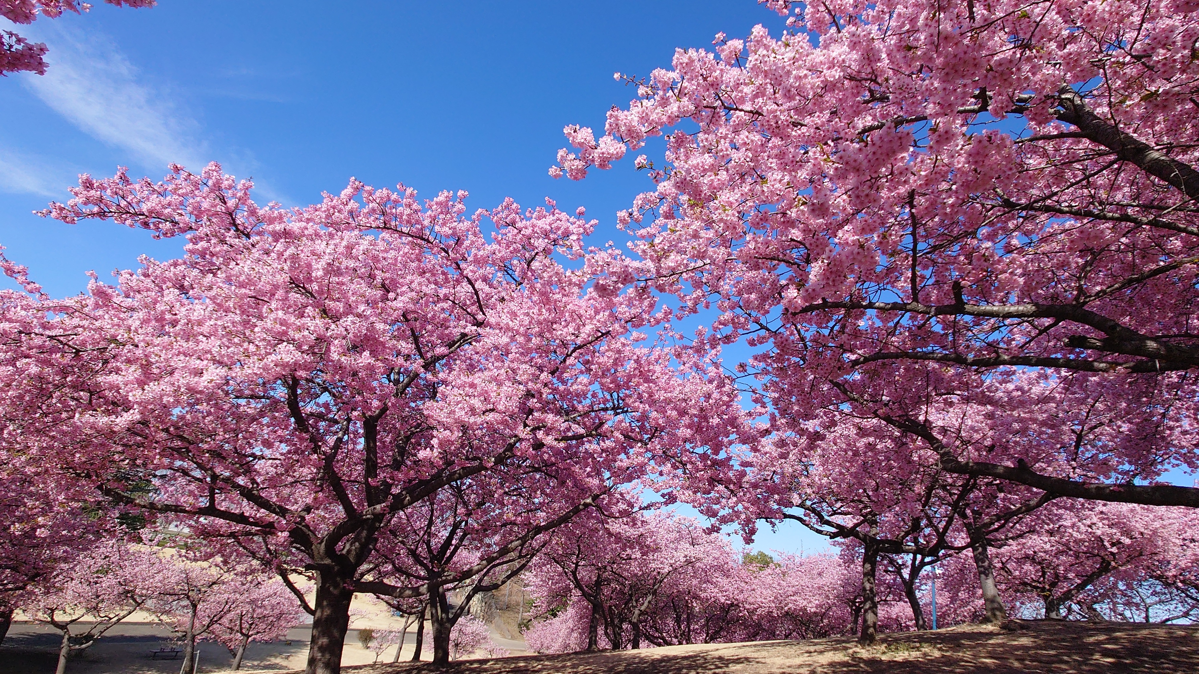 河津桜…