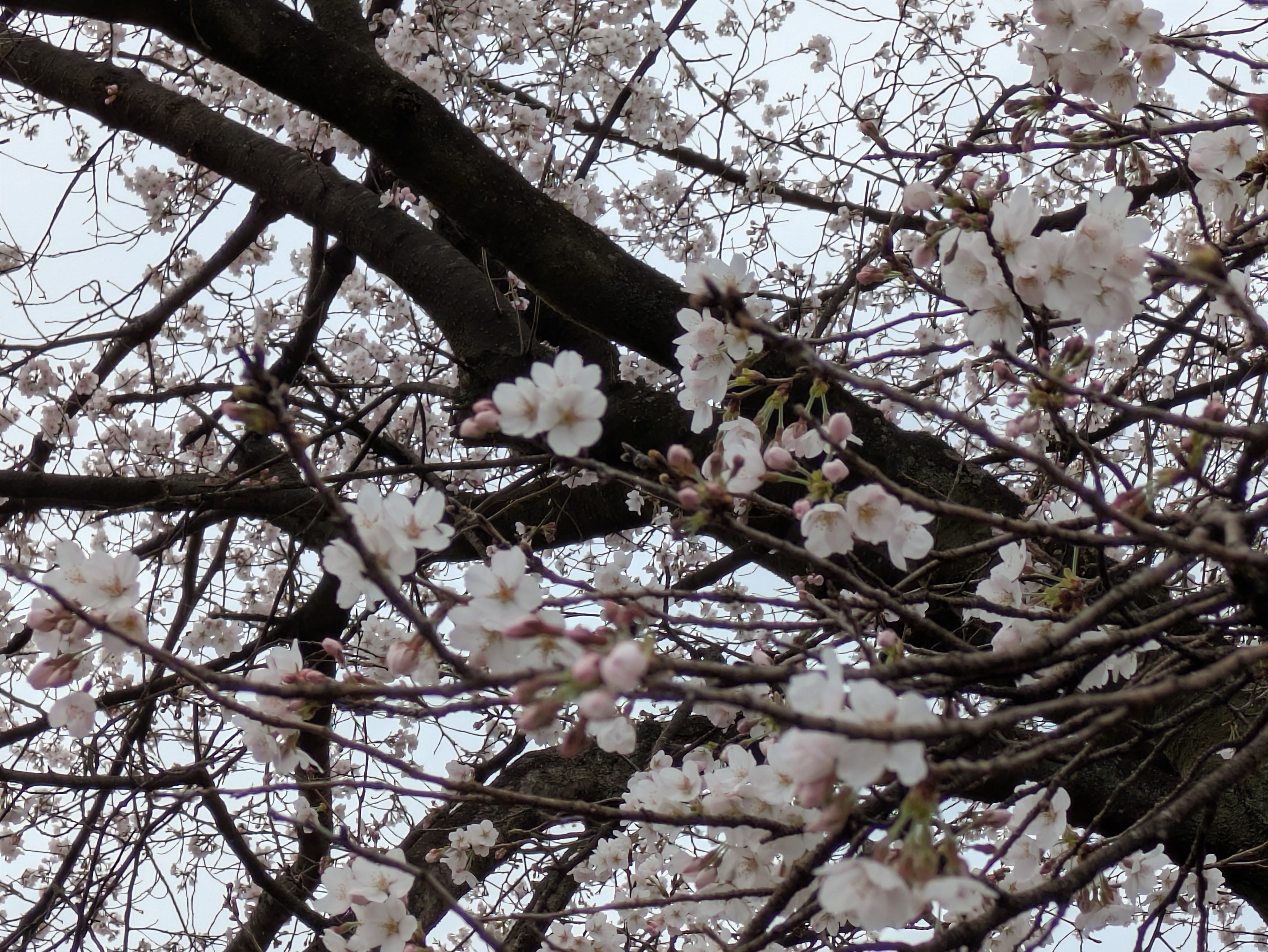 花見