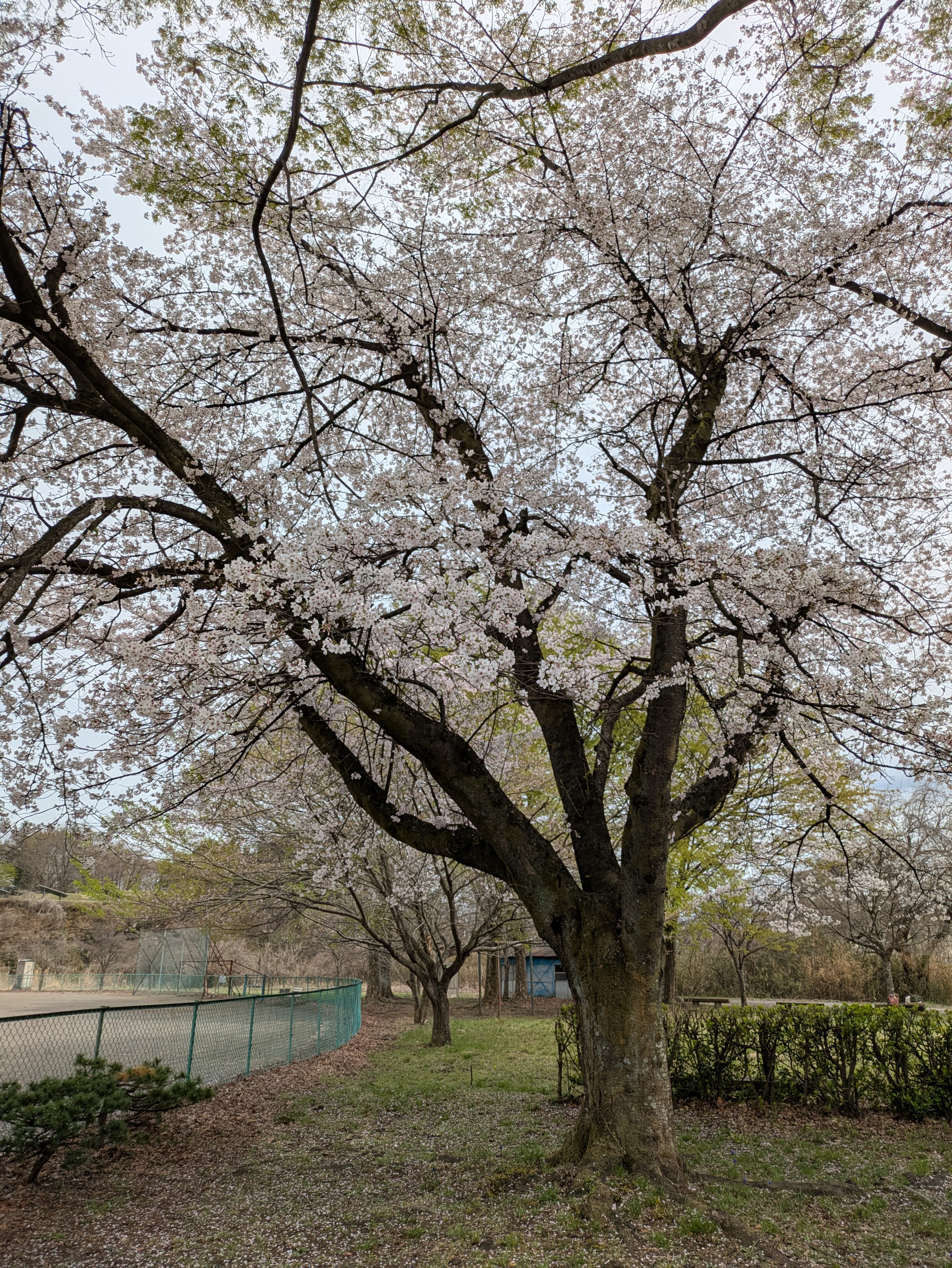 多目的広場の桜