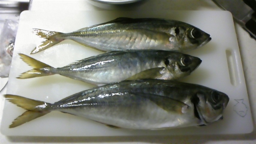 福鮎會海産部　釣果情報　