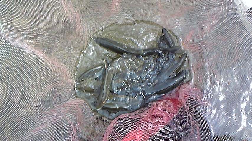 福鮎會　緊急出動の釣果！