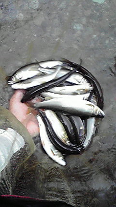 8月13日「左利きの日」の鮎釣り