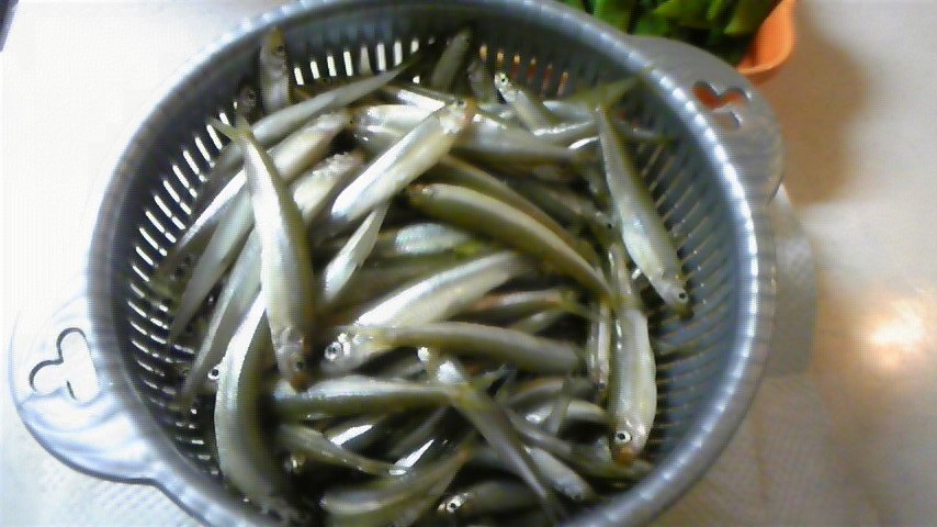 5日榛名湖ワカサギ釣り