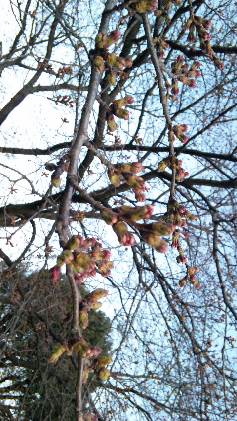 ２７日「さくらの日」高崎市の最新「桜」情報！