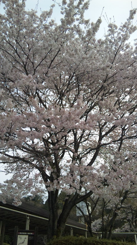 １８日米沢へ向かってます。上河内ＳＡ桜は満開です！