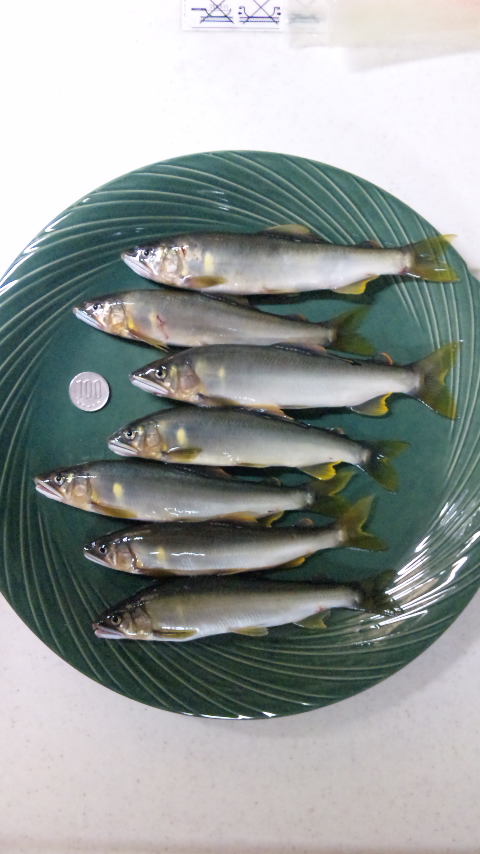 「白虎隊　自刀の日」新潟県の鮎釣り報告。