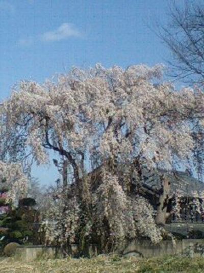 ４月１日(^-^)/