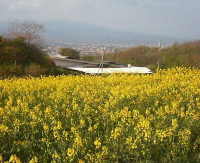 鼻高展望花の丘