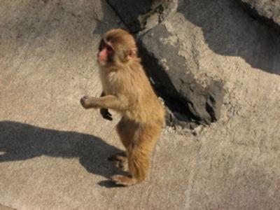 小さな動物園