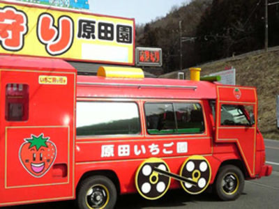 イチゴ狩りへ行ってきました