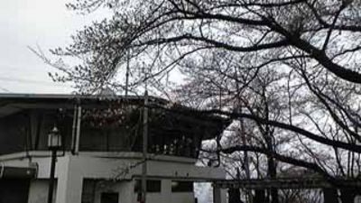 桜情報