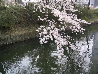 綺麗な桜と