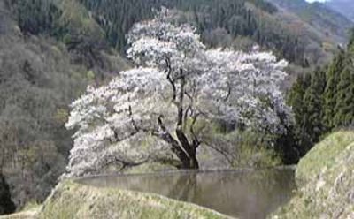 桜桜桜