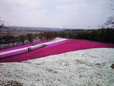 芝桜