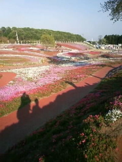 箕郷の芝桜公園へ行っ…
