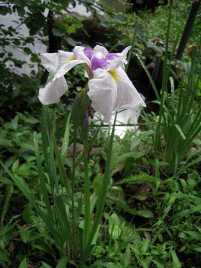 花菖蒲