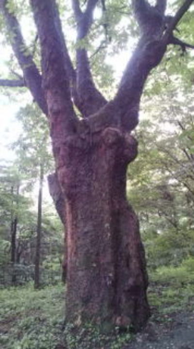碓氷峠の主？