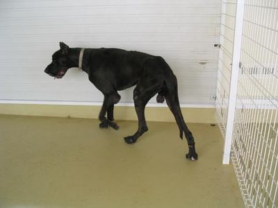 真っ黒い犬