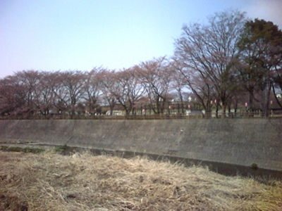 甘楽町小幡の桜です