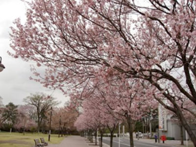 高崎の桜です