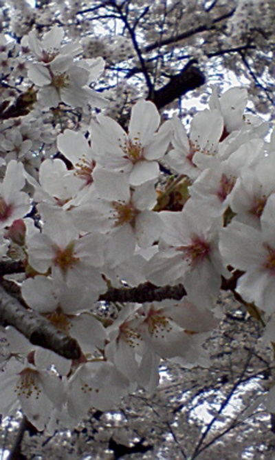 お花見