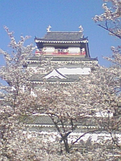 満開桜と鶴ヶ城