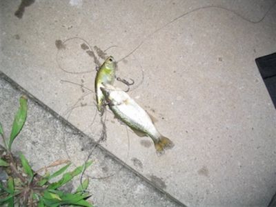 こんなん