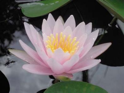 スイレンの花